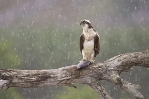 Osprey (Pandion haliaetus) with fish prey on feeding perch in the rain, Cairngorms National Park