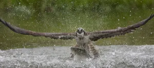 Osprey (Pandion haliaetus) fishing, Kangasala, Finland, August 2009