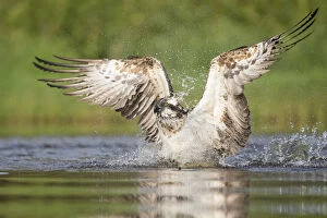 Predation Gallery: Osprey (Pandion haliaetus) fishing. Rothiemurchus, Cairngorms National Park, Scotland, UK