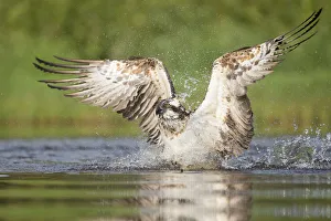 Highlands Of Scotland Collection: Osprey (Pandion haliaetus) fishing. Rothiemurchus, Cairngorms National Park, Scotland, UK