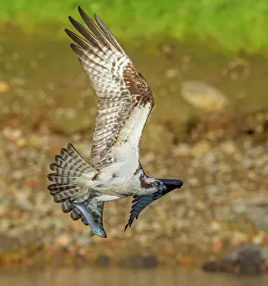 Clupea Parvula Prints: Osprey (Pandion haliaetus) in flight carrying with Alewife (Alosa pseudoharengus) prey