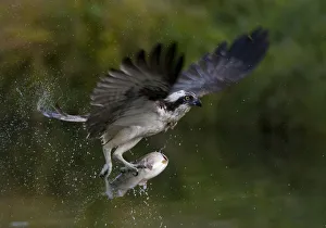 Osprey (Pandion haliaetus) in flight carrying fish, Kangasala, Finland, August 2009