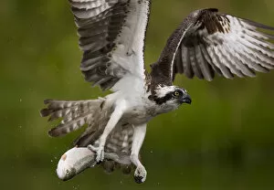 Images Dated 27th August 2009: Osprey (Pandion haliaetus) in flight carrying fish, Kangasala, Finland, August 2009