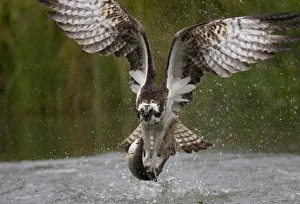 Osprey (Pandion haliaetus) in flight carrying fish, Kangasala, Finland, August 2009