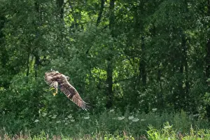 Accipitriformes Prints: Osprey (Pandion haliaetus) in flight carrying trout prey