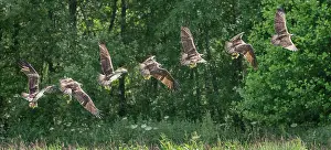 Accipitriformes Prints: Osprey (Pandion haliaetus) in flight carrying trout prey