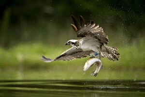2018 September Highlights Gallery: Osprey (Pandion haliaetus) in flight catching a fish, Finland, July