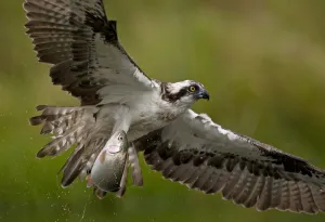 Images Dated 27th August 2009: Osprey (Pandion haliaetus) in flight with fish, Kangasala, Finland, August 2009 WWE BOOK