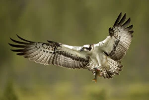 Danny Green Gallery: Osprey (Pandion haliaetus) in flight with a fish, Finland, July