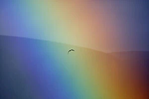 Alone Gallery: Osprey (Pandion haliaetus) flying through a rainbow. Aviemore, Scotland, July