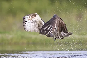 Osprey (Pandion haliaetus) flying above water, Rothiemurchus, Cairngorms National Park