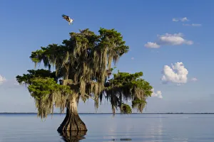 Cupressaceae Prints: Osprey (Pandion haliaetus) landing at its nest in a Bald cypress tree (Taxodium distichum