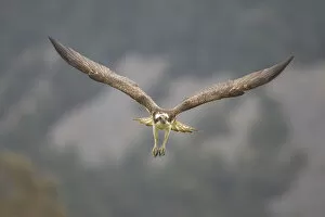 Osprey (Pandion haliaetus) male flying, Cairngorms National Park, Scotland, UK, May