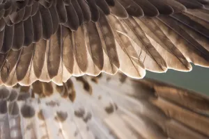 Osprey Prints: Osprey (Pandion haliaetus) male wing detail, Cairngorms National Park, Scotland, UK