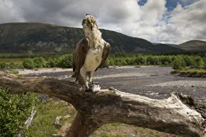 Perching Prints: Osprey (Pandion haliaetus) perching on branch with fish, river and hills in background