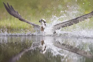 Osprey (Pandion haliaetus) splashing water as it emerges from loch whilst fishing at dawn