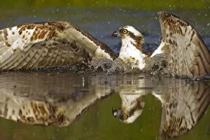 Images Dated 26th July 2012: Osprey (Pandion haliaetus) at surface of a loch after diving for a fish, Cairngorms National Park