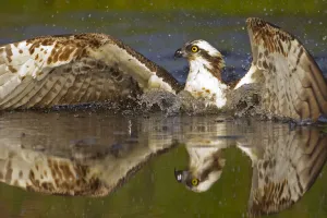 Adversity Prints: Osprey (Pandion haliaetus) at surface of a loch after diving for a fish