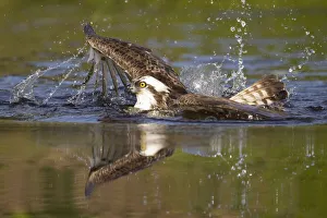 Osprey (Pandion haliaetus) at surface of a loch after diving for a fish, Cairngorms National Park