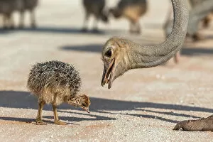 Southern Africa Gallery: Ostrich (Struthio camelus) with chick feeding on termites, Kgalagadi Transfrontier Park