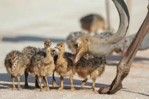 Ostrich (Struthio camelus) chicks gathered near adult, Kgalagadi Transfrontier Park, South Africa