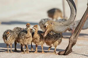 Down Prints: Ostrich (Struthio camelus) chicks gathered near adult
