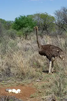 Private Reserve Prints: Ostrich (Struthio camelus) female