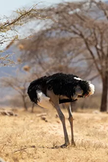 April 2021 Highlights Gallery: Ostrich (Struthio camelus) male preening, looking headless, Samburu Reserve, Kenya