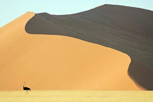 Ostrich (Struthio camelus) with Sesriem Sossusvlei sand dune in the background, Namib desert