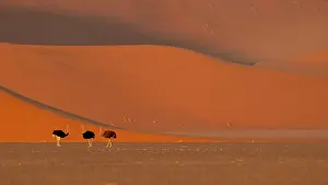 Namibia Prints: Three Ostriches (Struthio camelus) in desert with Sesriem Sossusvlei sand dunes in the background