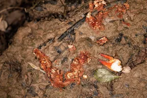 Herefordshire Prints: Otter (Lutra lura) faeces containing remains of Signal crayfish (Pacifastacus leniusculus) along margins of River Lugg