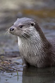 Lutra Lutra Gallery: Otter {Lutra lutra} adult male portrait, UK, captive