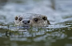 British Wildlife Collection: Otter {Lutra lutra} adult male swimming in river, UK, captive