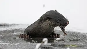 Claw Prints: Otter (Lutra lutra) feeding on fish whilst climbing out of hole in ice, Finland, January