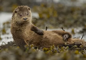 Images Dated 26th September 2013: Otter (Lutra lutra) female grooming in seaweed, Mull, Scotland, England, UK, September