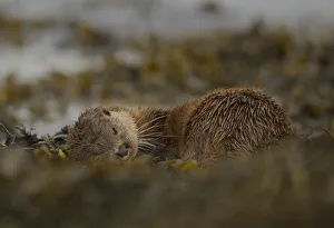 Otter (Lutra lutra) female rolling around in seaweed, Mull, Scotland, England, UK