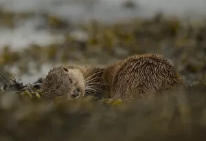 Images Dated 26th September 2013: Otter (Lutra lutra) female rolling around in seaweed, Mull, Scotland, England, UK