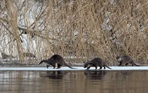 Follow Prints: Otter (Lutra lutra) female walking across frozen river with cubs, Finland, January