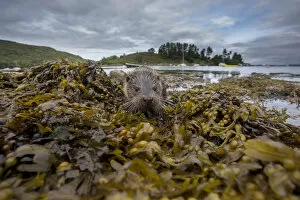 Images Dated 24th August 2017: Otter (Lutra lutra) portrait on shore with boats in background. Argyll, Scotland, UK, August