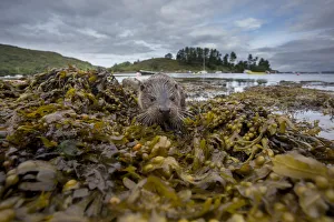 Boat Prints: Otter (Lutra lutra) portrait on shore with boats in background