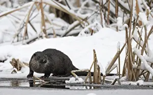 Frozen Prints: Otter (Lutra lutra) standing on banks of frozen river, Finland, January