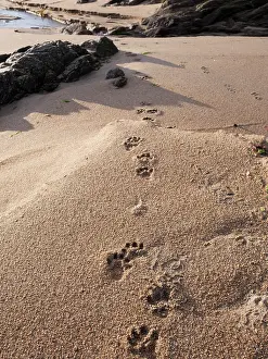 Animal Track Prints: Otter (Lutra lutra) tracks in sand, Unst, Shetland Islands, Scotland, UK. July