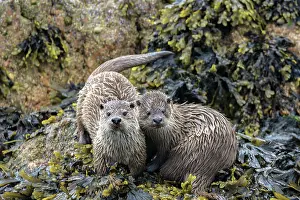Unst Prints: Two Otters (Lutra lutra) on the shore, Unst, Shetland Islands, Scotland, UK. July