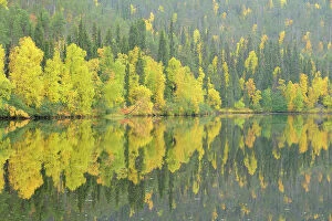 Images Dated 19th September 2008: Oulanka River, Finland, September 2008. Woodland predominantly Spruce (Picea abies)