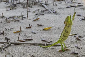 Chamaeleonidae Prints: Oustalet's chameleon (Furcifer oustaleti) female