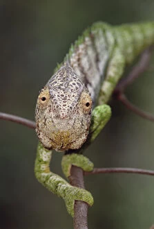 Images Dated 23rd August 2005: Oustalets chameleon pursuing prey {Furcifer oustaleti} Berenty NP, Madagascar
