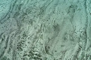 High Angle Shot Prints: Outline of an Angelshark (Squatina squatina) buried in the sand