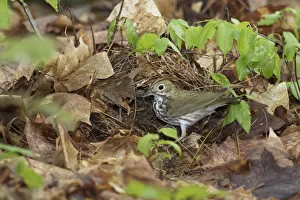 Ovenbird (Seiurus aurocapillus) bringing nest material to its nest on the forest floor