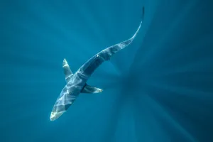 Overhead view of a blue shark (Prionace glauca) off Halifax, Nova Scotia, Canada. July Overhead view of a blue shark (Prionace glauca) off Halifax, Nova Scotia, Canada. July