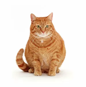 Overweight ginger cat